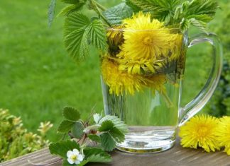 Păpădia, elixir pentru sănătate