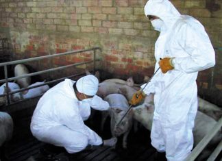 ALERTĂ ÎN OLT! UN NOU FOCAR DE PESTĂ PORCINĂ AFRICANĂ ÎN JUDEȚ