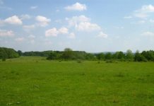 Primar din Olt, acuzat că face afaceri, prin interpuși, cu pășunea