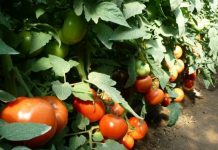 Au fost făcute primele plăți în Programul Tomata. Fermierii din Olt sunt așteptați cu valorificările
