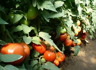 Ion Păunel: „Oamenii se vor îndrepta spre produsele autohtone, cele din import se vor găsi greu”