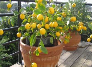 Nu există dovezi științifice că lămâia ajută în lupta cu coronavirusul