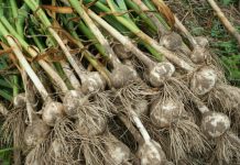 Fermierii olteni pot depune cereri, în Programul Usturoiul