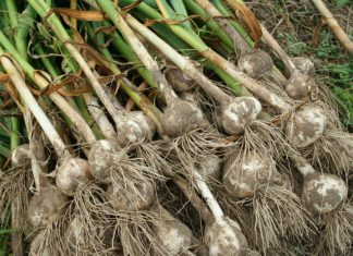 Fermierii olteni care vor să se înscrie în Programul „Usturoiul” pot să trimită dosarele prin poștă