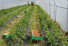 Căpșune de Obârșia, în Piața Zahana. Cât este kilogramul