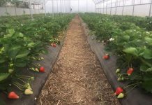 Cinci hectare de căpșune bio, la Scărișoara. Când vor ieși pe piață