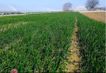 Varză de la Scărișoara și ceapă verde de Pleșoiu, în depozitele unui mare retailer