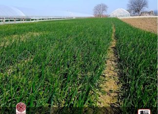 Varză de la Scărișoara și ceapă verde de Pleșoiu, în depozitele unui mare retailer