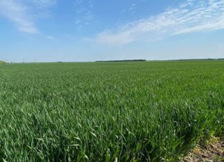 137 fermieri olteni au cerut bani europeni pentru asigurarea culturilor