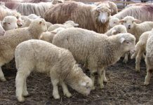 Ministrul Chesnoiu: ANSVSA permite puncte de sacrificare ovine în ferme deţinute de persoane fizice!