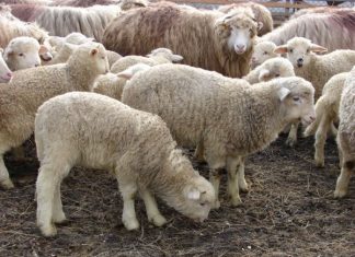 Oltenii pot merge să cumpere miel, fără să fie amendați