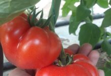 Tone de roșii de la Pleșoiu ajung în mai multe zone din țară. Care este prețul