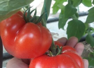 A fost aprobat programul de susținere a producției de legume în spații protejate pentru perioada de extrasezon