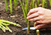 AJOFM Olt vine cu o atenționare pentru oltenii care doresc să lucreze în străinătate