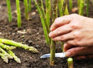 AJOFM Olt vine cu o atenționare pentru oltenii care doresc să lucreze în străinătate