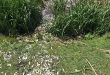 Mortalitate piscicolă în amonte, la barajul Drăghiceni