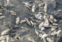 Dezastru ecologic la Drăghiceni