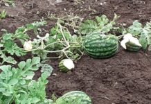 FOTO. Grindina a făcut prăpăd în unele localități din Olt