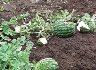 FOTO. Grindina a făcut prăpăd în unele localități din Olt