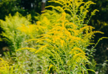 Autoritățile din Caracal, în luptă cu ambrozia