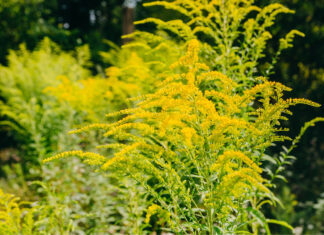 Proiectul care obligă proprietarii de terenuri să îndepărteze ambrozia pe tot parcursul anului, adoptat de Senat