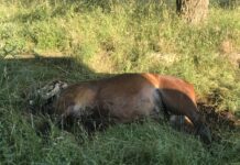 Imagini sfâșietoare surprinse în zona Sărăcești!