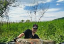 Somni uriași, prinși pe Olt