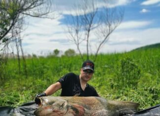 Somni uriași, prinși pe Olt