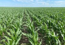 Specialiștii APIA Olt încep controalele în fermele din județ