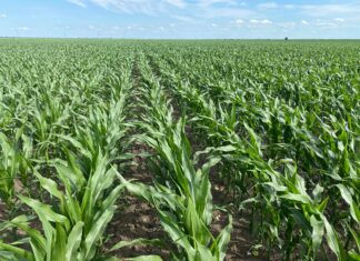 Specialiștii APIA Olt încep controalele în fermele din județ