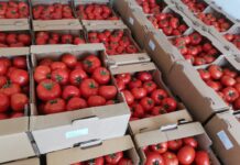 Bani pentru legumicultori