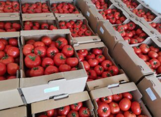 Primii 500 de legumicultori olteni au primit subvenția la tomate