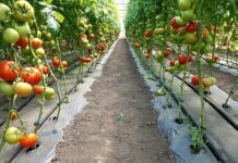 Toți fermierii olteni au primit subvenția în Programul Tomata. Peste 57 de milioane de lei le-au intrat în conturi