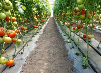 Toți fermierii olteni au primit subvenția în Programul Tomata. Peste 57 de milioane de lei le-au intrat în conturi