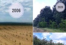 FOTO. Fenomenul deșertificării, combătut cu sute de hectare de pădure, la Urzica. Ce spune ministrul Mediului