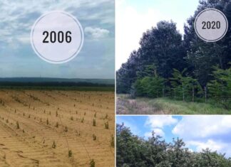 FOTO. Fenomenul deșertificării, combătut cu sute de hectare de pădure, la Urzica. Ce spune ministrul Mediului