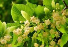 Tone de plante medicinale, vândute de Direcția Silvică Olt