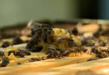 Peste 400 de apicultori olteni au cerut minimisul. Șefa DAJ Olt: „Urmează să primească banii”