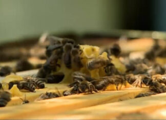 APIA primește Cereri de plată pentru intervenţiile aferente sectorului apicol 2025