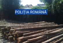 Bărbat prins la Pleșoiu că transporta ilegal material lemnos