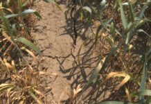 Termen prelungit pentru constatarea suprafețelor afectate de seceta pedologică