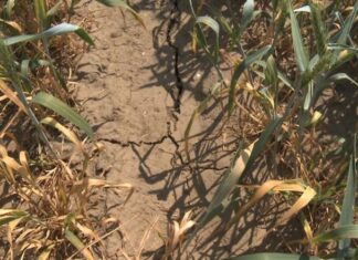 Fermierii olteni afectați de secetă pot cere despăgubiri la APIA Olt. La cât se ridică sprijinul