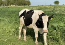 Sprijin de peste 1 miliard de lei pentru fermierii din sectoarele vegetal şi zootehnic