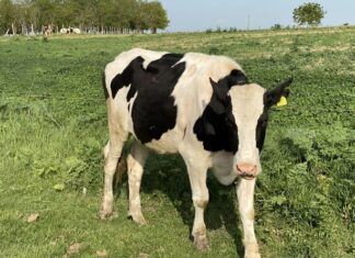 Crescătorii de bovine din județ, afectați de criza COVID-19, pot depune cereri la APIA Olt