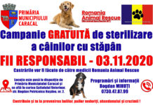 Caracal: campanie de sterilizare GRATUITĂ a câinilor cu stăpâni