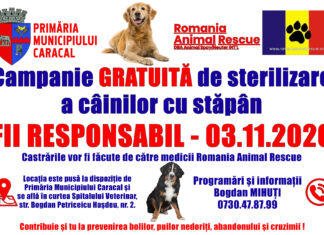 Caracal: campanie de sterilizare GRATUITĂ a câinilor cu stăpâni