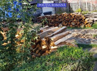 Trei bărbați, sancționați de oamenii legii pentru transport ilegal de material lemnos