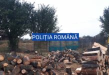 MATERIAL LEMNOS, CONFISCAT DE POLIȚIȘTII DIN OLT