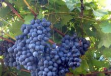 Bani pentru producătorii agricoli din sectorul vegetal. Cererile pot fi depuse la APIA Olt