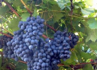 Doi fermieri din Pleșoiu și Mărunței au cerut sprijinul pentru producția strugurilor de masă